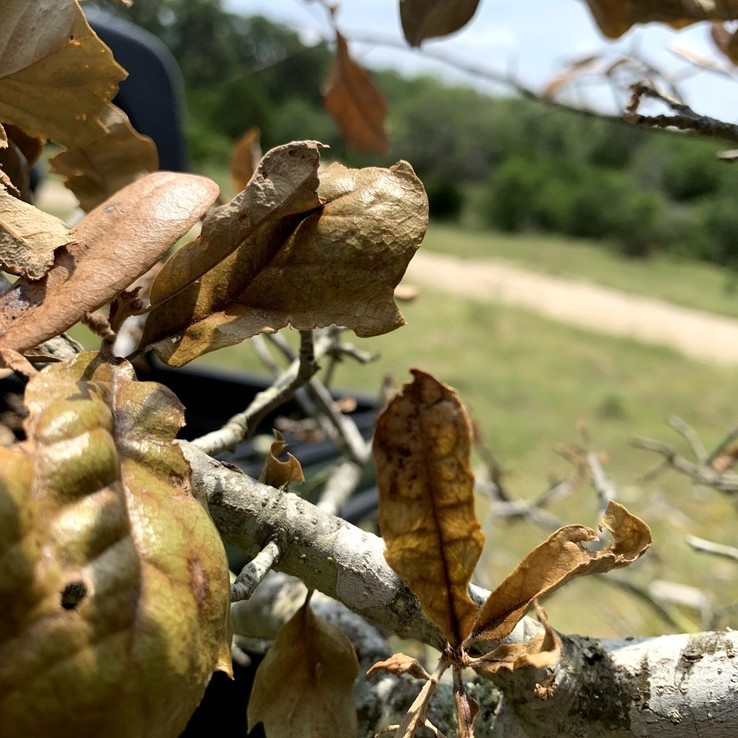 Oak Wilt Picture bigelow oak 6