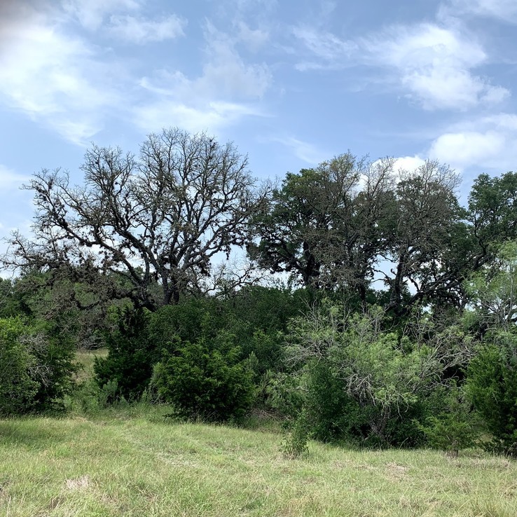 Oak Wilt Picture bigelow oak 7