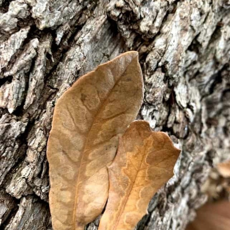 Live oak wilt image 21