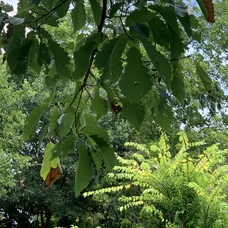 Chinkapin Oak Symptoms 1