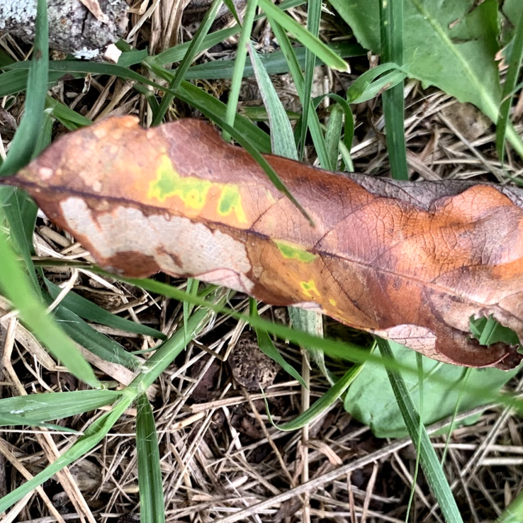 Chinkapin Oak Symptoms 10