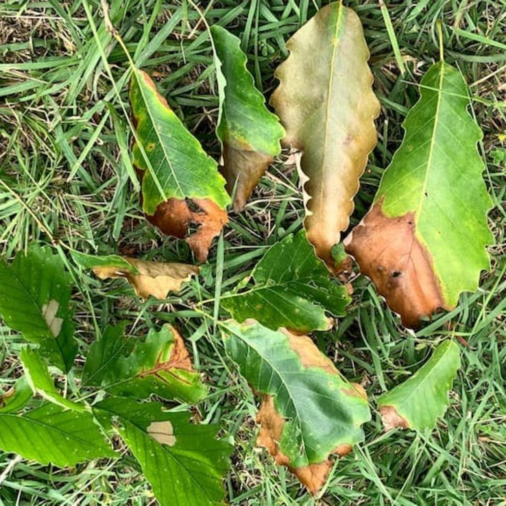 Chinkapin Oak Symptoms 2