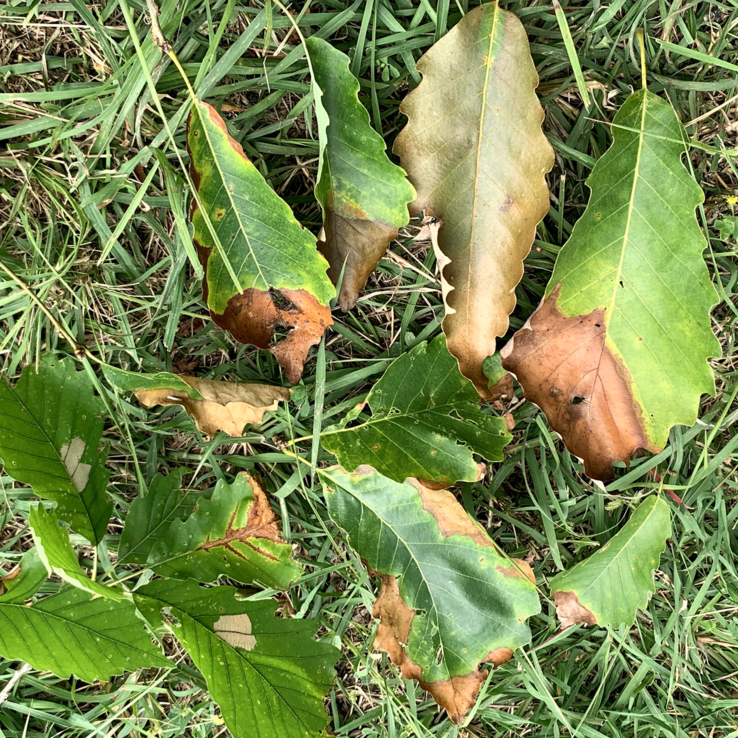 Chinkapin Oak Symptoms 2