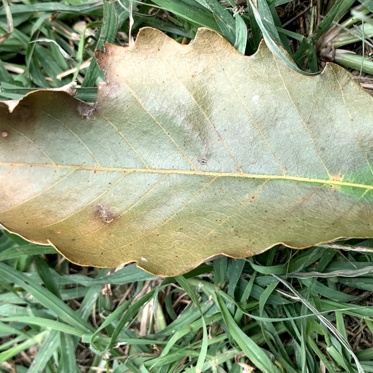 Chinkapin Oak Symptoms 3