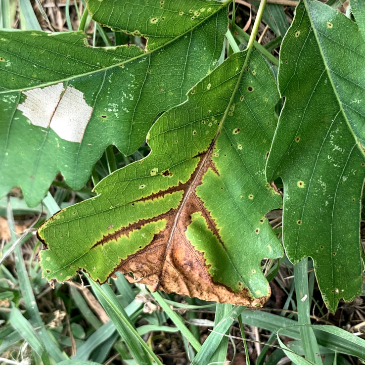 Chinkapin Oak Symptoms 4