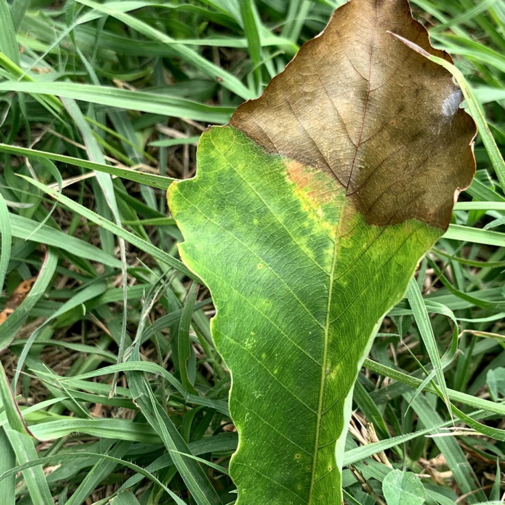 Chinkapin Oak Symptoms 5