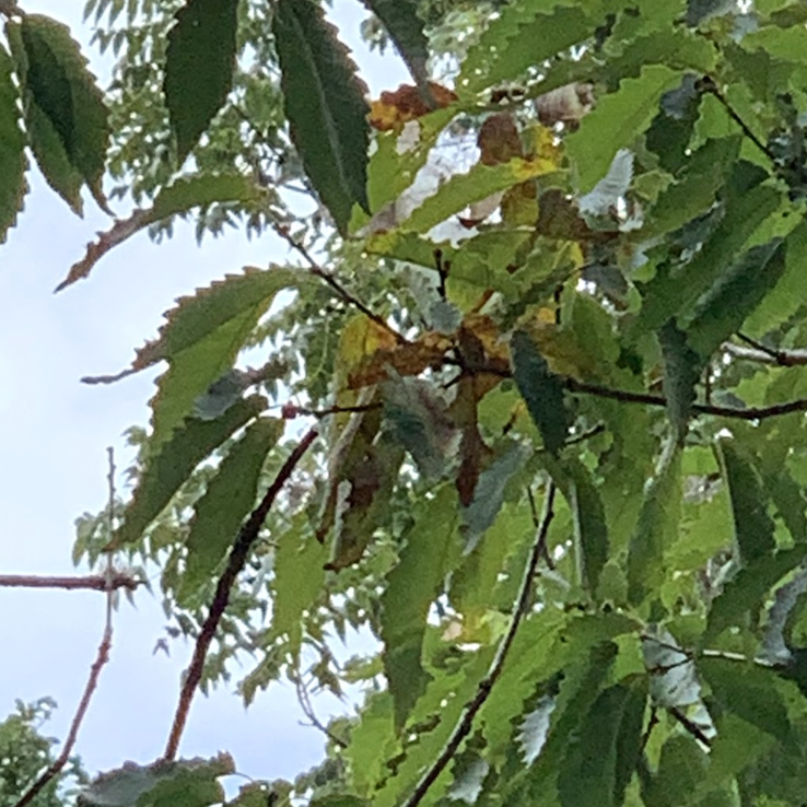 Chinkapin Oak Symptoms 6