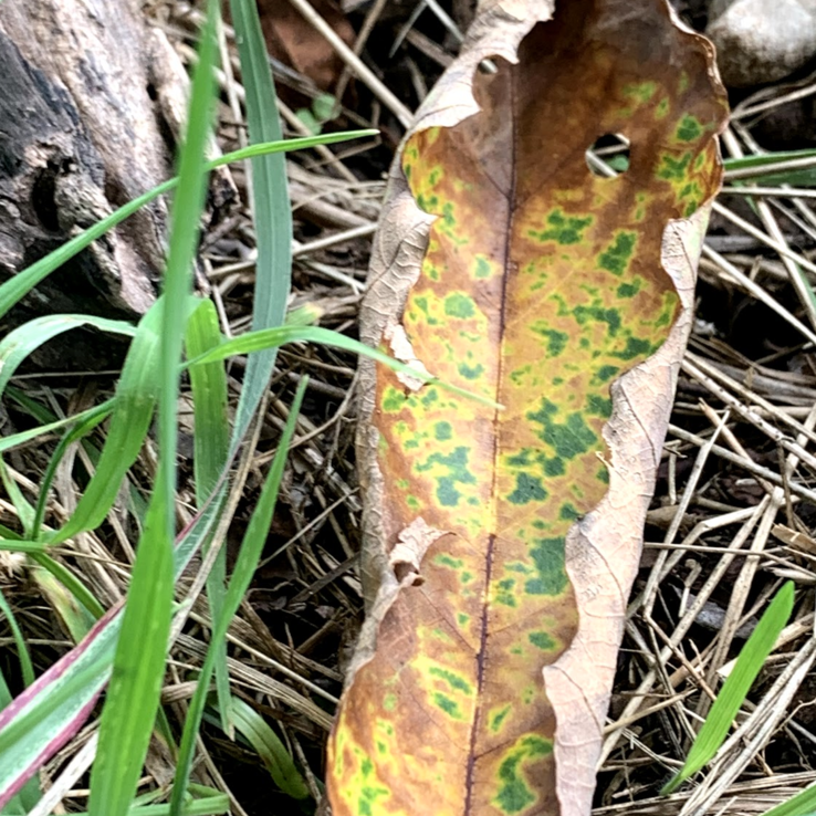 Chinkapin Oak Symptoms 7