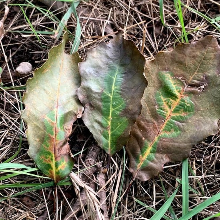 Chinkapin Oak symptom 8