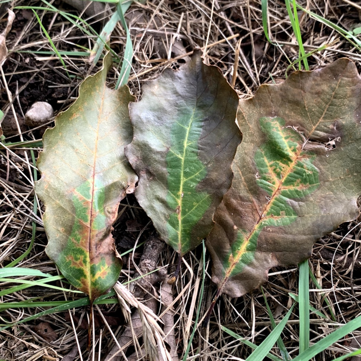 Chinkapin Oak Symptoms 8