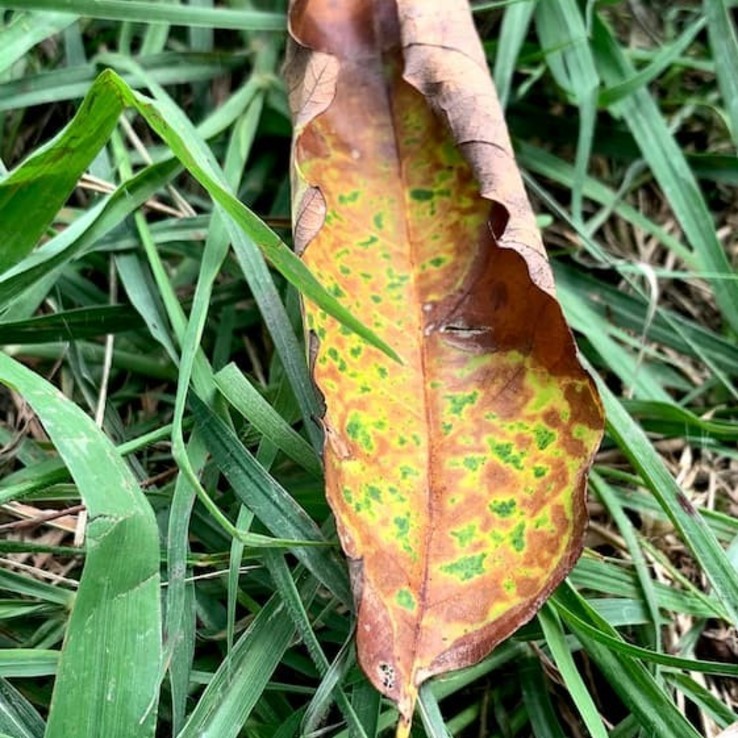 Chinkapin Oak Symptoms 9