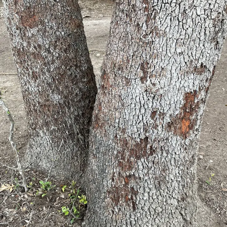austin oak wilt management