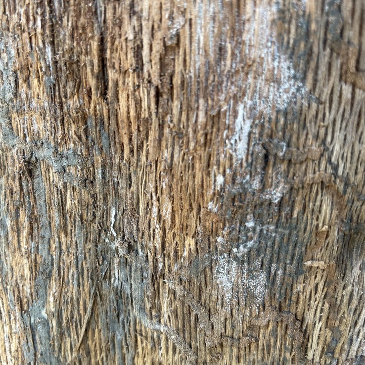 red oak with oak wilt