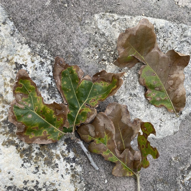 Post Oak on Stone Patio