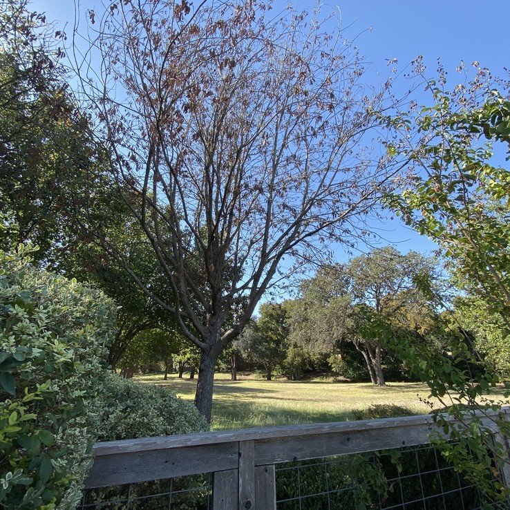Young Tree with Oak Wilt