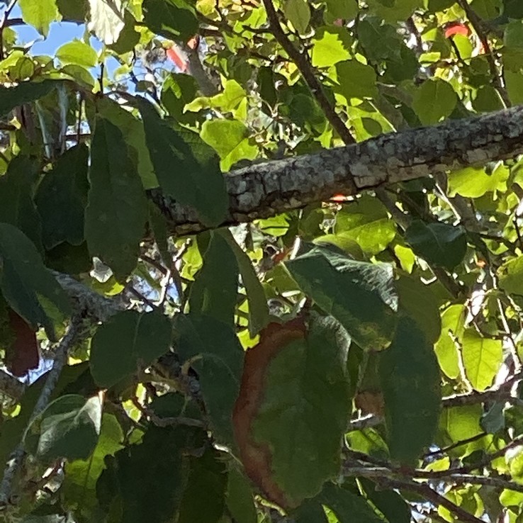 Oak Wilt Closeup