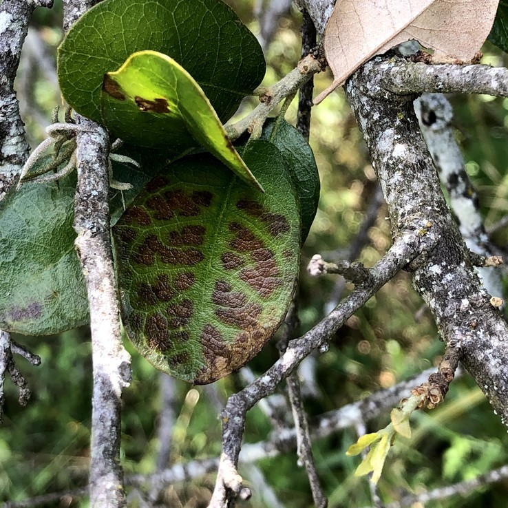 How to Identify Oak Wilt ArborCare & Consulting