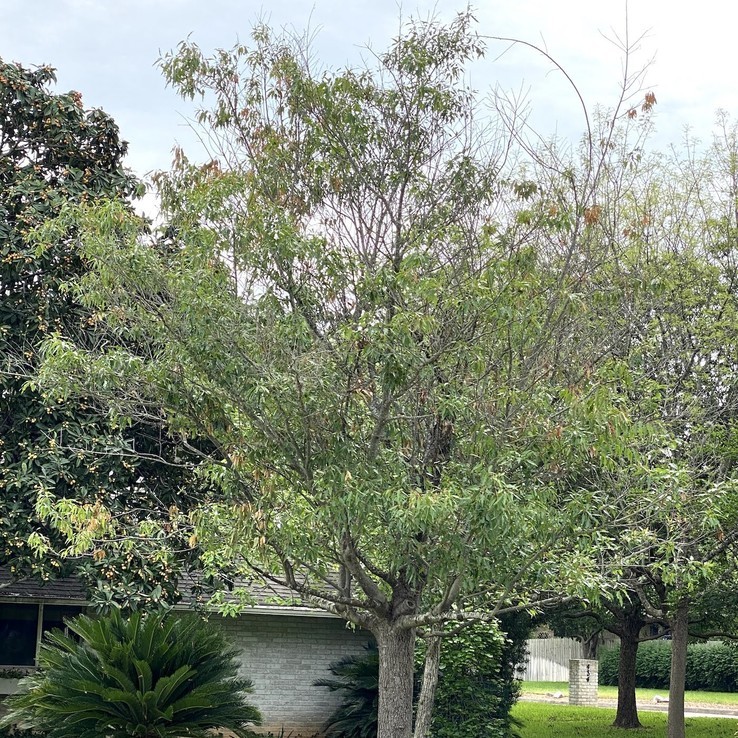 Canby Oak - Wilt Symptoms