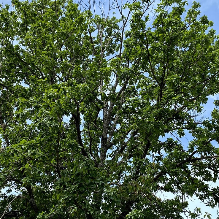 Mexican Oak Wilt 7