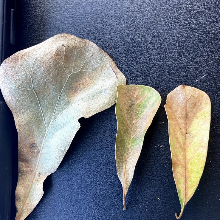 Water Oak - Oak Wilt