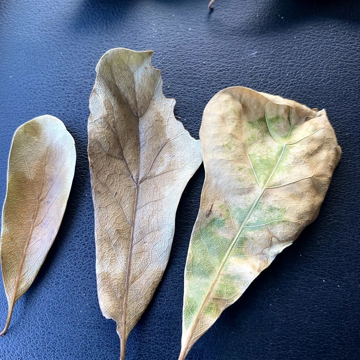 Water Oak - Oak Wilt