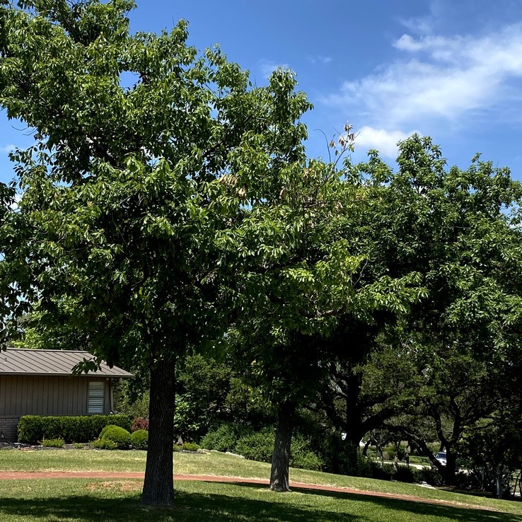 Mexican Oak Wilt 8