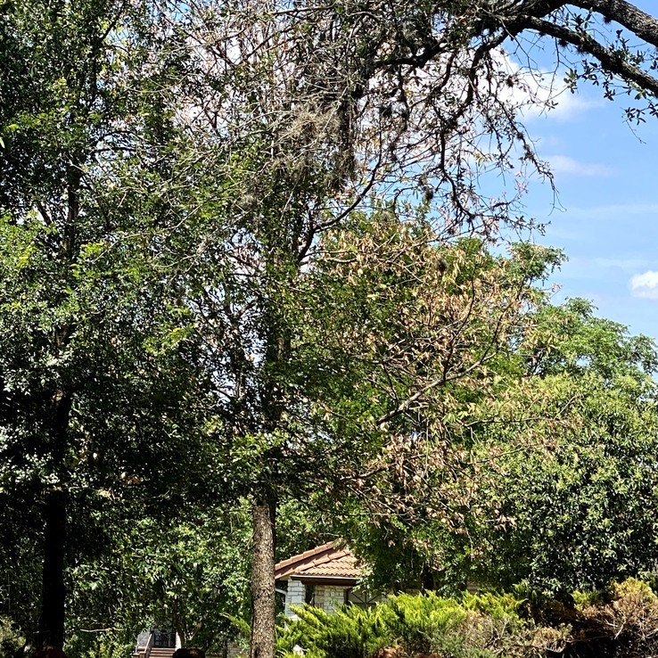 Mexican Oak Wilt 9