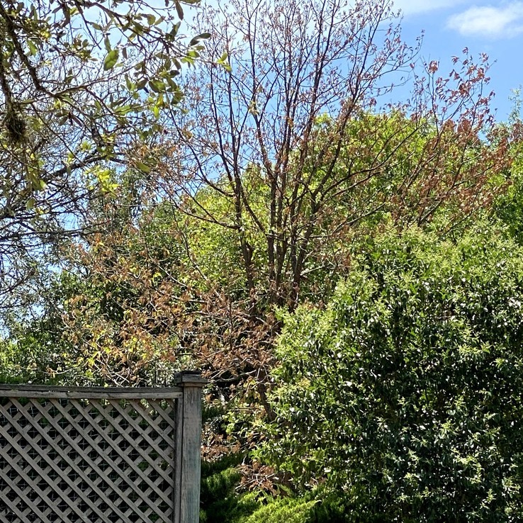 Mexican Oak Wilt 10