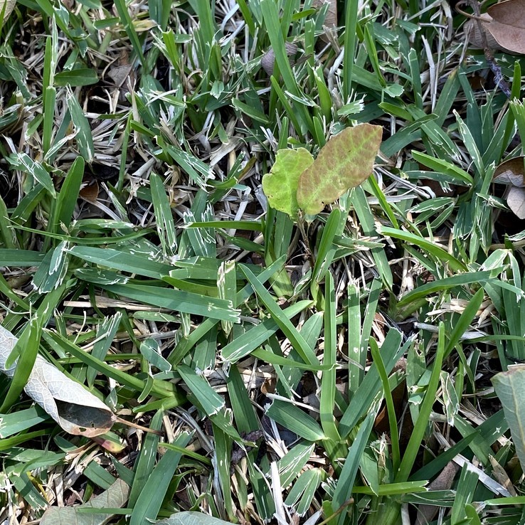 Mexican Oak Wilt 12