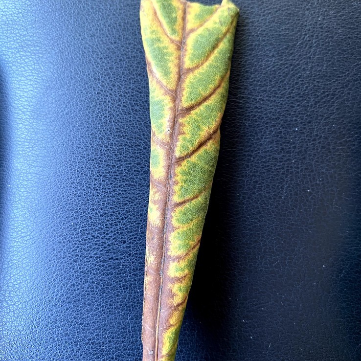 Mexican Oak Wilt 14