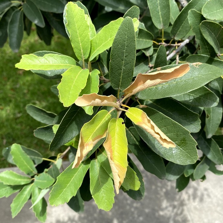Mexican Oak Wilt 14
