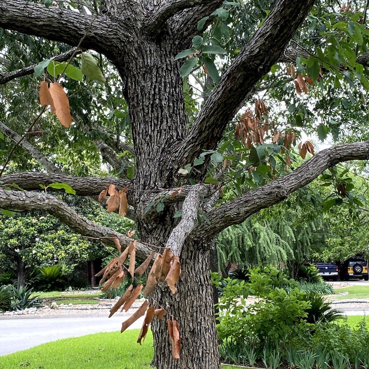 Mexican Oak Wilt 16