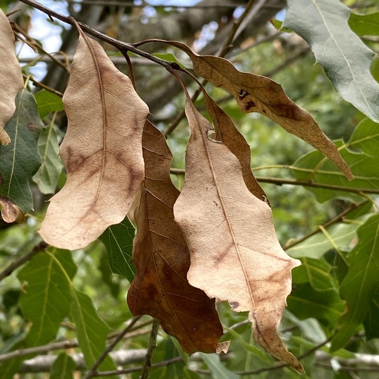 Mexican Oak Wilt 17