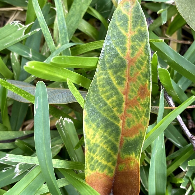 Mexican Oak Wilt 18