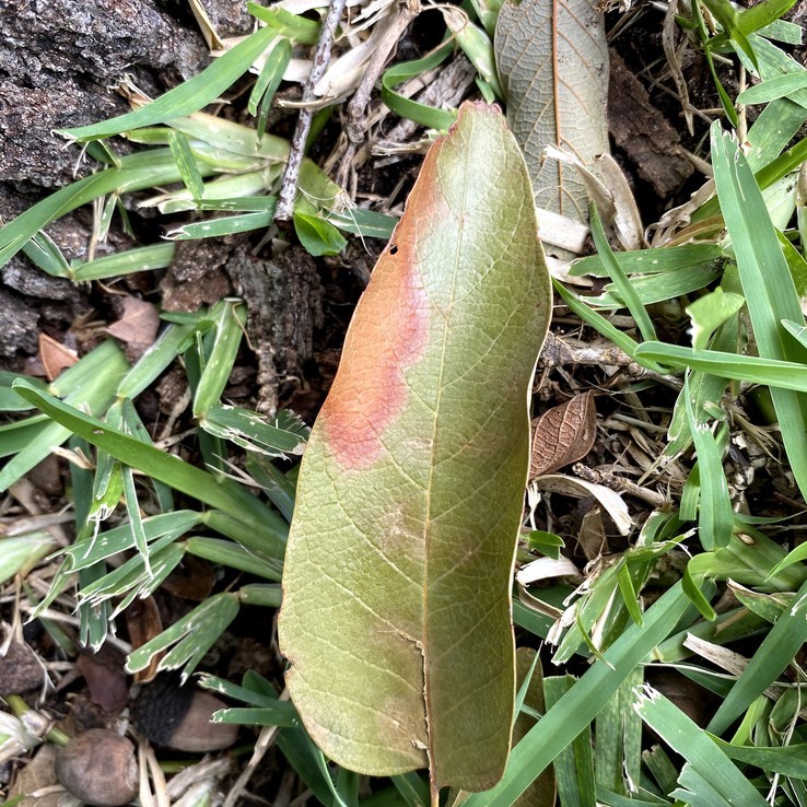 Mexican Oak Wilt 19