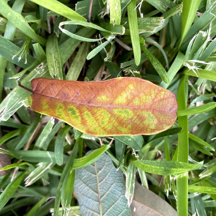 Mexican Oak Wilt 20