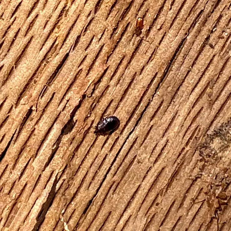 Nitidulidae "Picnic" Beetle