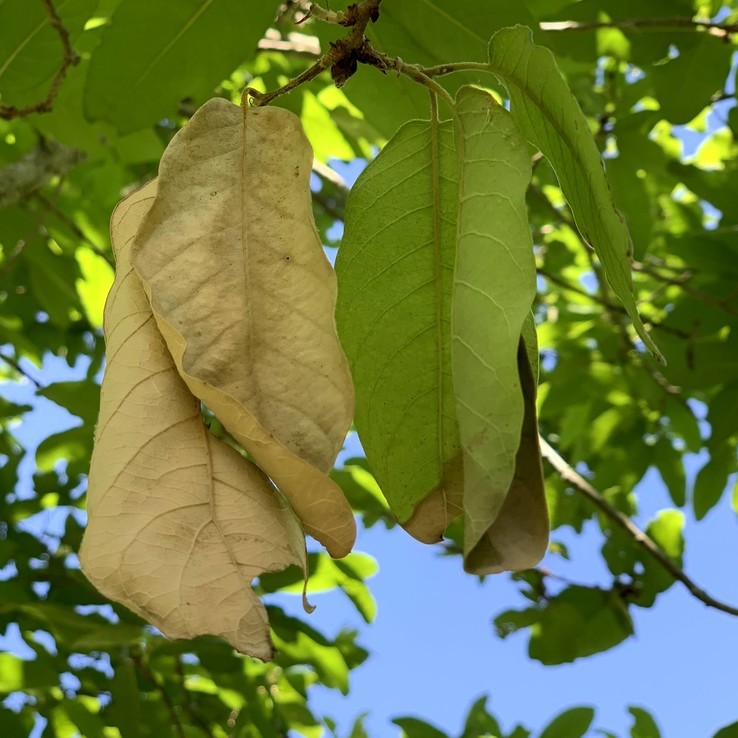 Mexican Oak Wilt 21