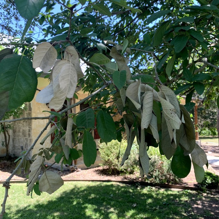 Mexican Oak Wilt 22