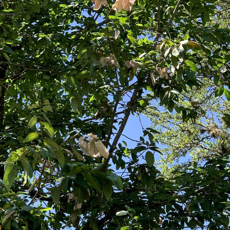 Mexican Oak Wilt 23
