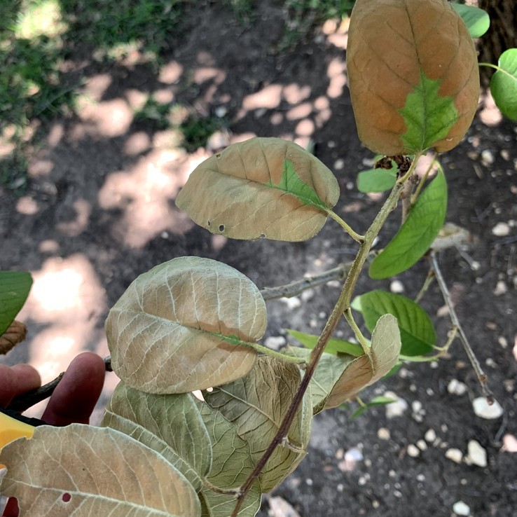 Mexican Oak Wilt 24