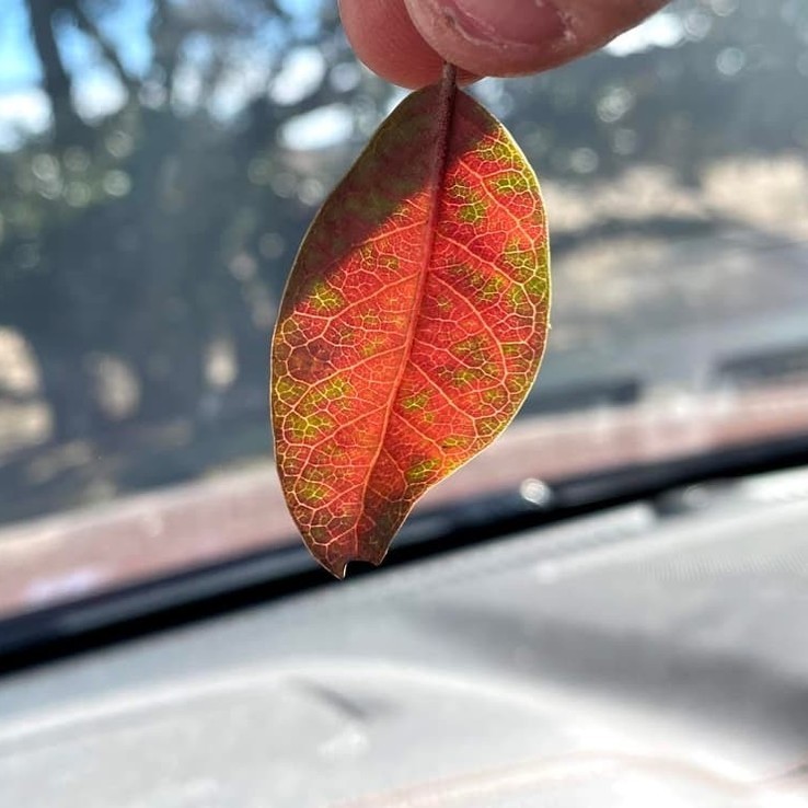 Live oak wilt image 31