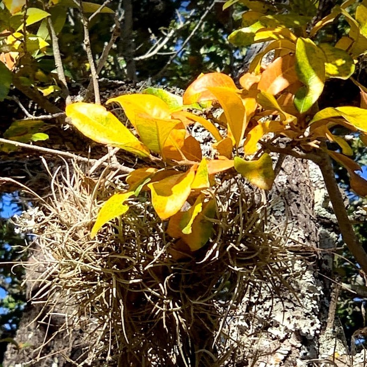 Live oak wilt image 25