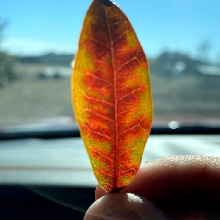Live oak wilt image 27