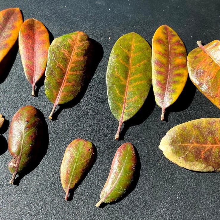 Live oak wilt image 29