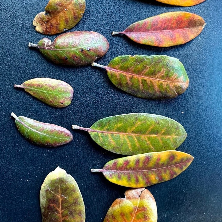Live oak wilt image 29