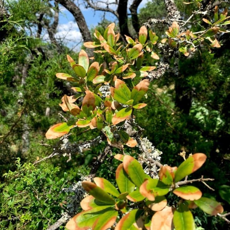 Live oak wilt image 18