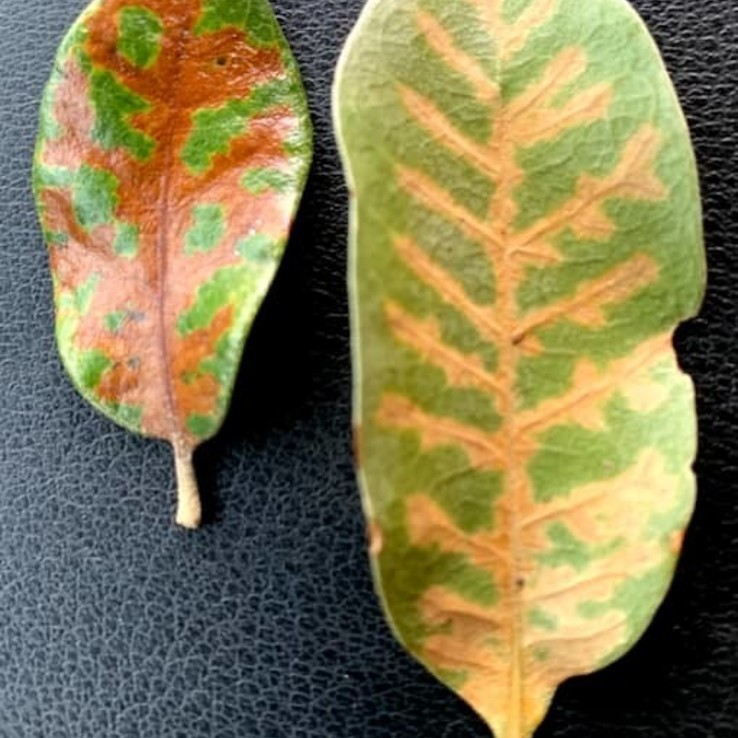Live oak wilt image 20