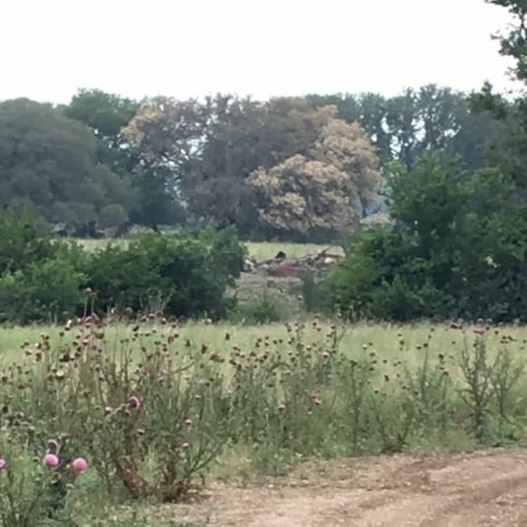 live oak tree oak wilt image