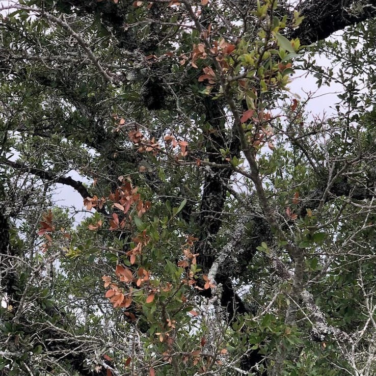 Live oak wilt image 19